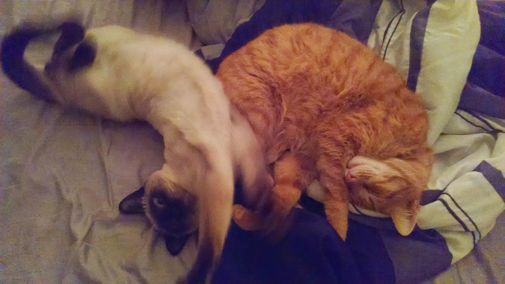 Ishi & Juan